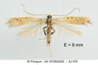 Aspilapteryx limosella