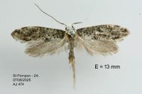 Paraswammerdamia albicapitella