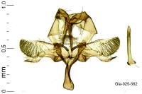 Paraswammerdamia albicapitella