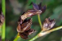 Coleophora taeniipennella