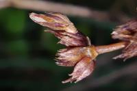 Coleophora taeniipennella