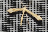 Gillmeria