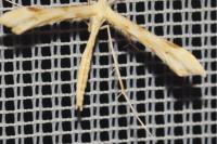 Gillmeria