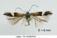Aproaerema polychromella