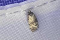 Neocochylis molliculana