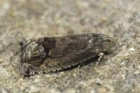 Cydia splendana