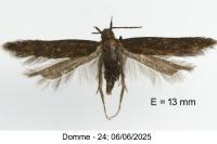Monochroa tenebrella