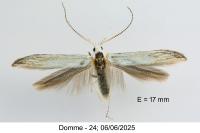 Coleophora kuehnella