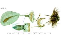 Cnephasia stephensiana