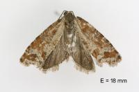 Rhyacionia pinivorana