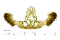 Pseudococcyx