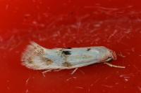 Elachista maculicerusella