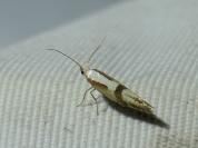 Argyresthia pruniella