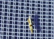 Argyresthia pruniella