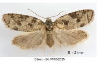 Cnephasia stephensiana