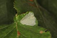 Phyllonorycter coryli