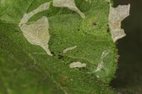 Phyllonorycter coryli