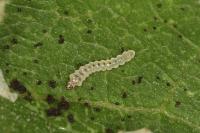 Phyllonorycter coryli