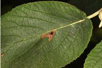 Phyllonorycter lantanella