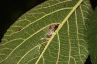 Phyllonorycter lantanella