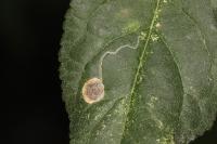 Stigmella plagicolella
