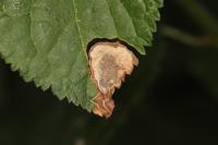Stigmella plagicolella