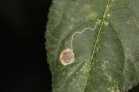 Stigmella plagicolella