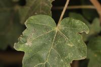Stigmella aceris