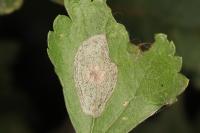 Phyllonorycter corylifoliella