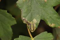 Stigmella aceris