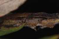 Leucospilapteryx omissella