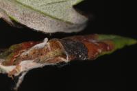 Leucospilapteryx omissella