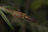 Leucospilapteryx omissella