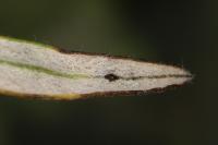 Leucospilapteryx omissella