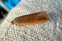 Bactra