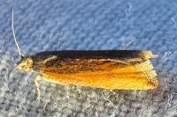 Bactra