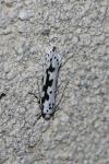 Ethmia pusiella/candidella
