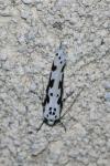 Ethmia pusiella/candidella
