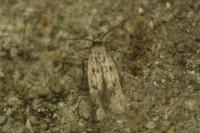 Borkhausenia