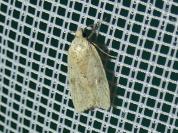 Agonopterix assimilella
