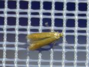 Tischeria