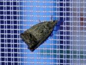 Cydia splendana