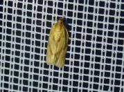 Clepsis pallidana