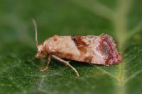 Neocochylis millierana