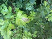 Phyllonorycter corylifoliella