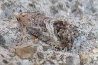 Cydia splendana