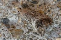 Cydia splendana