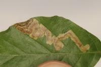 Stigmella hemargyrella