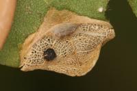 Phyllonorycter acerifoliella
