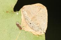 Phyllonorycter acerifoliella